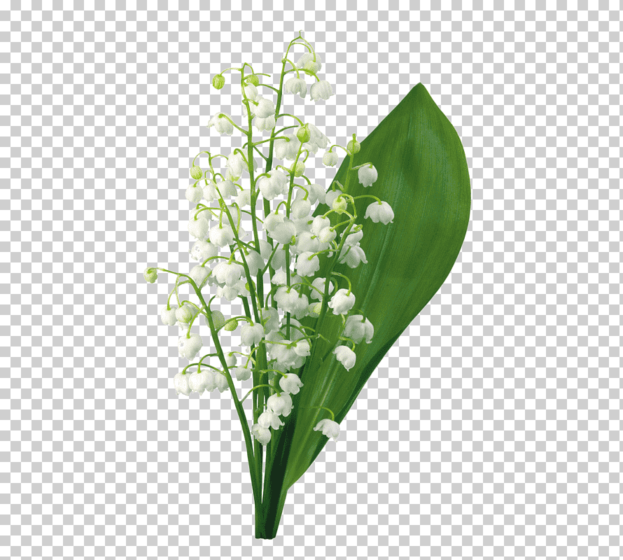 gratis-png-flor-de-lirio-de-los-valles-1-de-mayo-lirio-de-los-valles.png