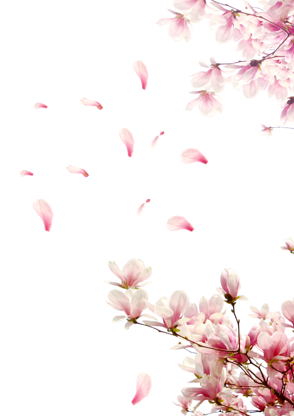 kisspng-flower-petal-rose-peach-petals-festival-flowers-fall-decoration-pink-5a710a4575de94.1989707615173576374828.png